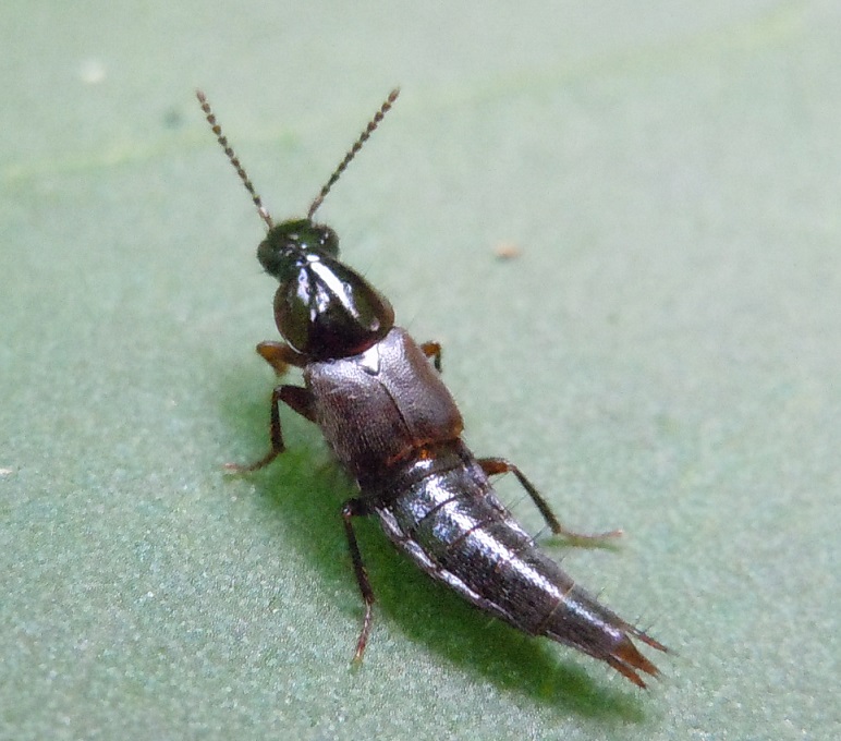 Staphylinidae: Quedius sp.